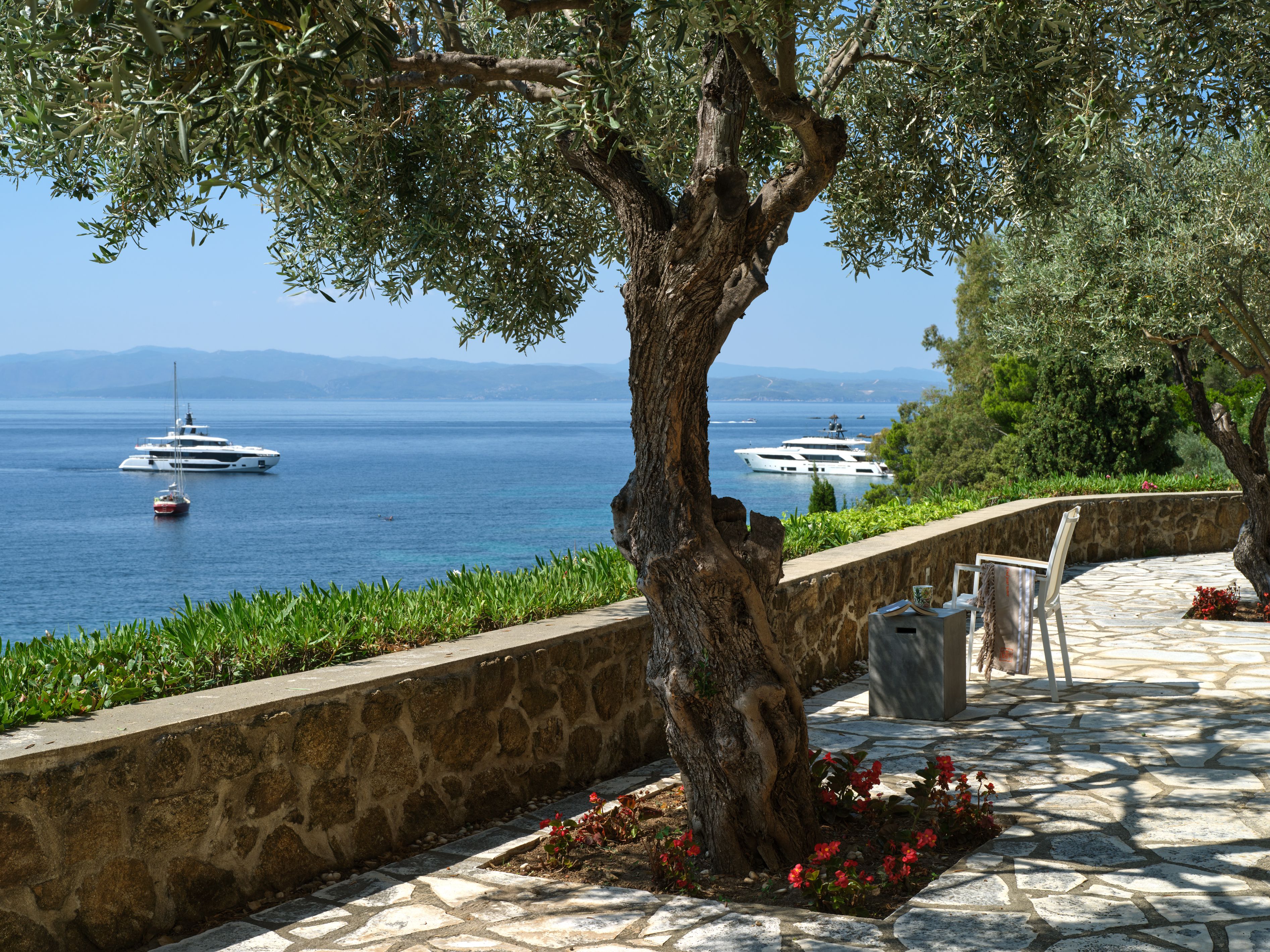 An olive tree on the terrace above the bay, yachts at anchor